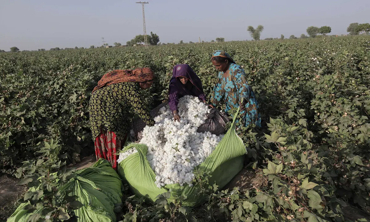 Women cotton pickers unload cotton blooms plucked from plants to make a bundle in a field in Meeran Pur village, north of Karachi on September 25, 2014. &mdash; Reuters/File