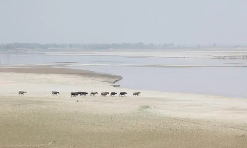 A herd travels to cool off in the River Indus in Hyderabad, Pakistan in this file photo. &mdash; Reuters