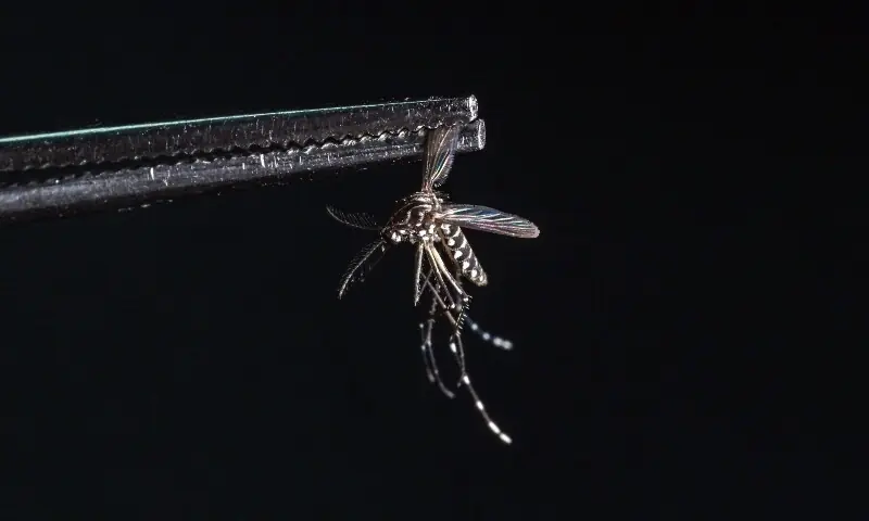 A dead Aedes aegypti mosquito is seen at a laboratory of biotech company Wolbito do Brasil, in Curitiba, Parana state, Brazil on March 19, 2026. &mdash;AFP