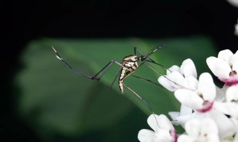 A mosquito (Culex nigripalpus) feeds on nectar from mango flower in Florida on January 16, 2020.&mdash;AFP