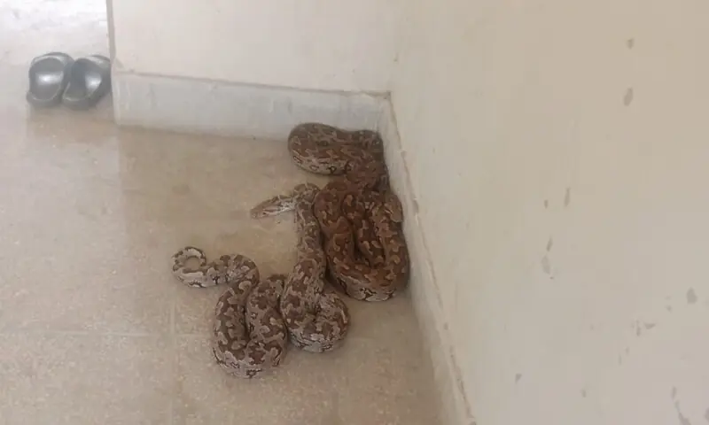 The Indian rock pythons recovered by wildlife officials. — Dawn The Indian rock pythons recovered by wildlife officials. — Dawn