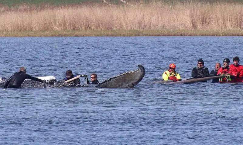 Authorities examine the carcass of the whale that was found dead near a Danish Island on May 16. — AFP Authorities examine the carcass of the whale that was found dead near a Danish Island on May 16. — AFP