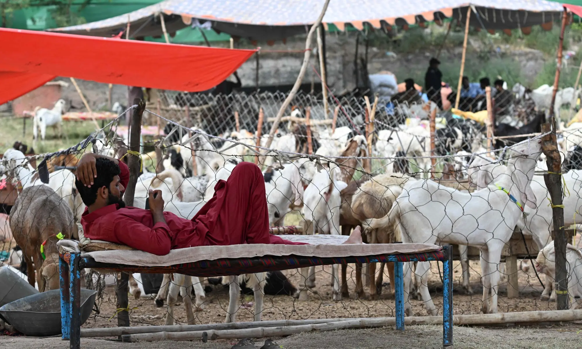 A farmer rests as he uses his phone at a livestock market ahead of Eidul Azha in Islamabad on May 19, 2026. &mdash; AFP