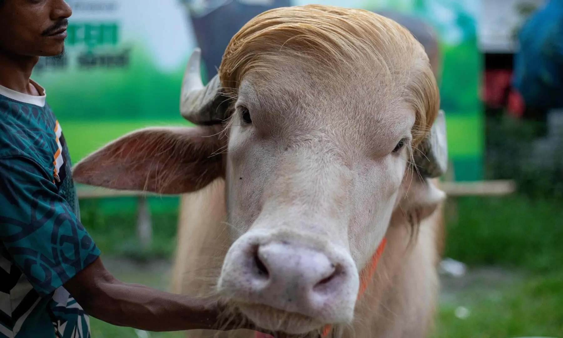 This photograph taken on May 17, 2026 shows a caretaker attending an albino buffalo nicknamed “Donald Trump” for sale ahead of Eidul Azha at a livestock farm in Narayanganj. —AFP This photograph taken on May 17, 2026 shows a caretaker attending an albino buffalo nicknamed “Donald Trump” for sale ahead of Eidul Azha at a livestock farm in Narayanganj. —AFP