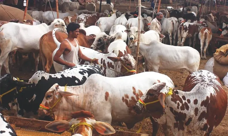 a view of sacrificial animals at one of Pakistan’s biggest cattle markets at Super Highway, Karachi. The animals are brought by people from different parts of the country ahead of Eid-ul-Azha.—Dawn/file a view of sacrificial animals at one of Pakistan’s biggest cattle markets at Super Highway, Karachi. The animals are brought by people from different parts of the country ahead of Eid-ul-Azha.—Dawn/file