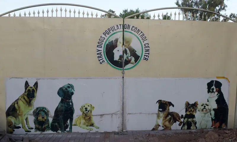 MCI has opened a stray dogs population control centre on Park Road in Islamabad. — File photo MCI has opened a stray dogs population control centre on Park Road in Islamabad. — File photo