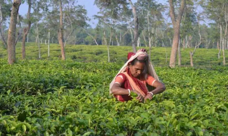 A female is working in a tea garden. &mdash; photo courtesy The Daily Star