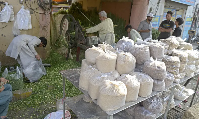 A man collects fodder in a bag at his workplace in Bagh Sardaran in Rawalpindi. &mdash; White Star