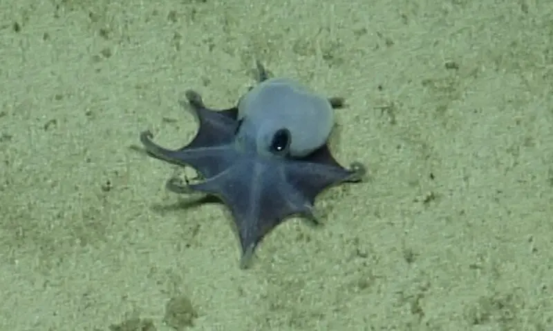 A NEWLY discovered blue pygmy octopus off the Galapagos Islands.—AFP A NEWLY discovered blue pygmy octopus off the Galapagos Islands.—AFP