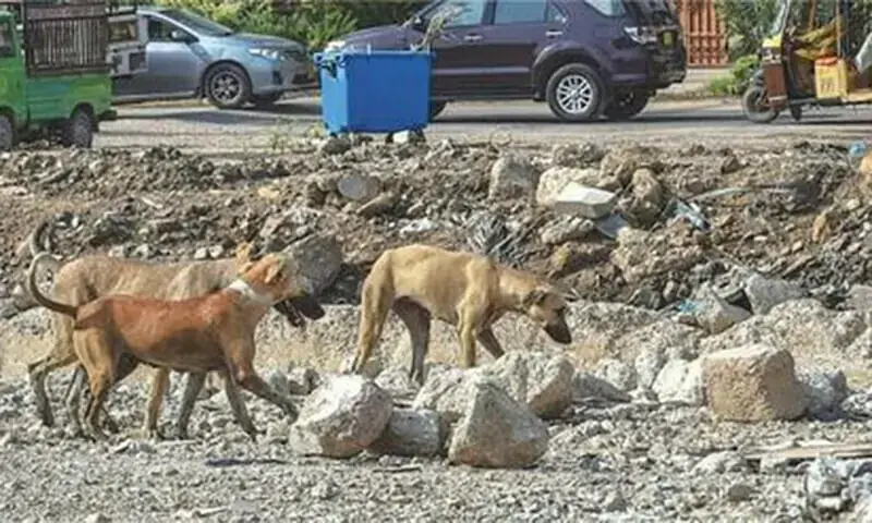 A pack of stray dogs roams around in Karachi's Clifton area. —Fahim Siddiqi/White Star/File A pack of stray dogs roams around in Karachi's Clifton area. —Fahim Siddiqi/White Star/File