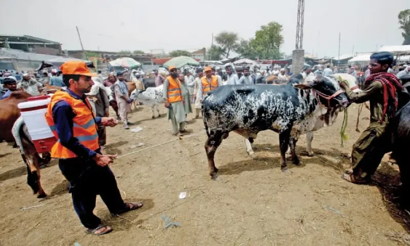 Livestock workers spray pesticide on sacrificial animals at a cattle market on Ring Road, Peshawar, on Sunday. — White Star/File Livestock workers spray pesticide on sacrificial animals at a cattle market on Ring Road, Peshawar, on Sunday. — White Star/File