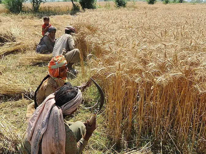 A file photo of wheat being harvested. — AFP/File A file photo of wheat being harvested. — AFP/File