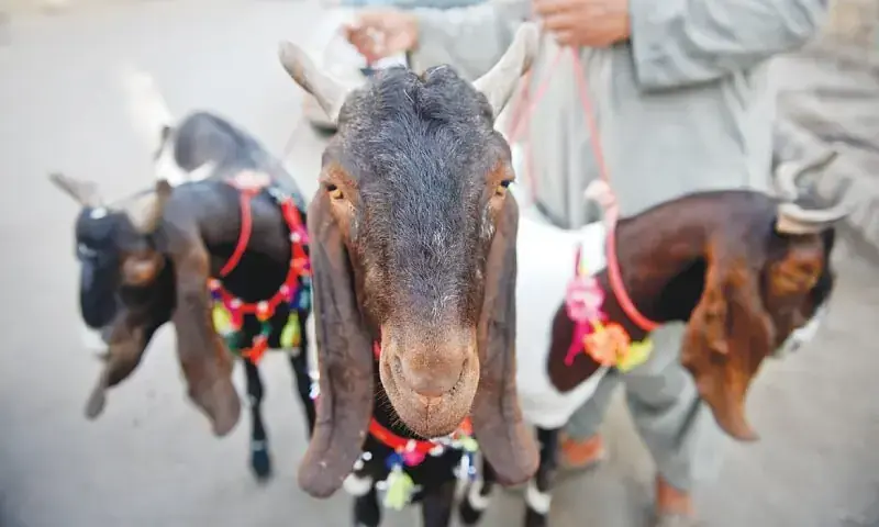 A photograph of some goats. &mdash; Photo by Fahim Siddiqi / White Star/File
