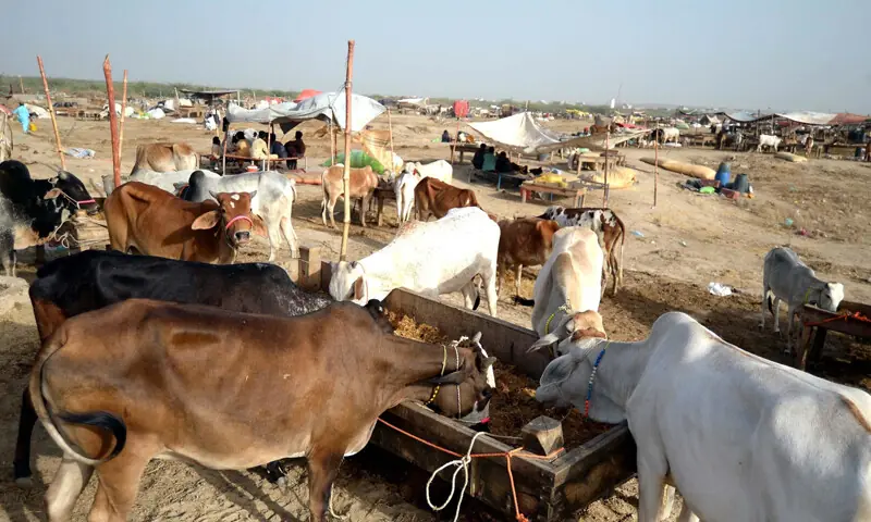 A view of the cattle market on Northern Bypass.—PPI A view of the cattle market on Northern Bypass.—PPI