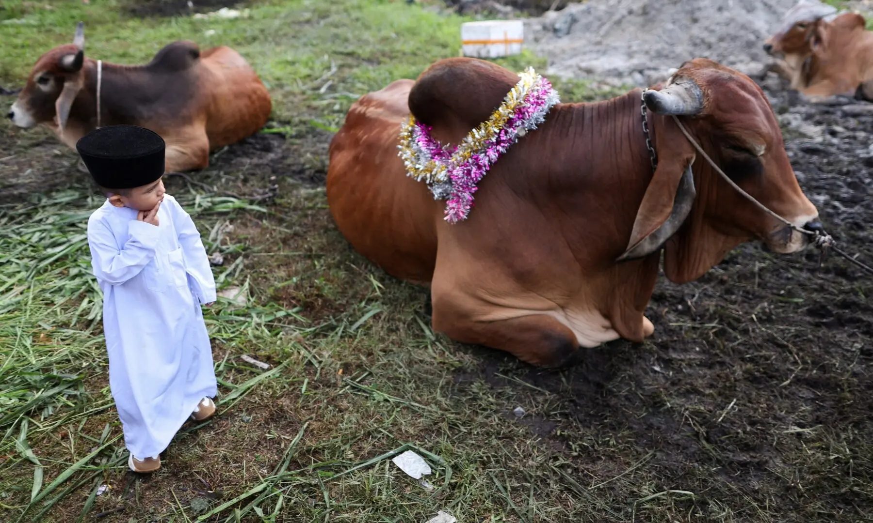 A kid looks at a sacrificial animal before it is slaughtered, during a ritual of Eid al-Adha celebrations, in Ampang, Malaysia, May 27. — Reuters