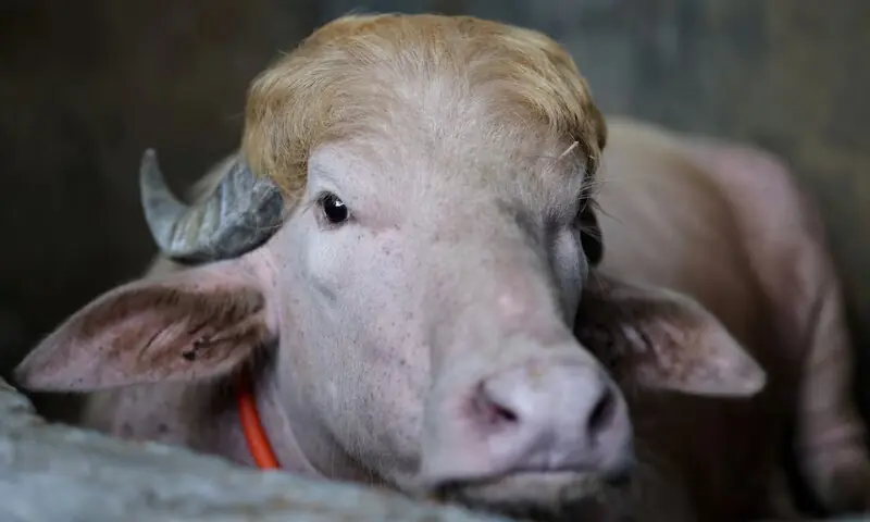 A sacrificial albino buffalo named after US President Donald Trump which recently went viral, is pictured at an agro farm ahead of Eidul Azha, in Narayanganj, Bangladesh, May 20, 2026. - Reuters A sacrificial albino buffalo named after US President Donald Trump which recently went viral, is pictured at an agro farm ahead of Eidul Azha, in Narayanganj, Bangladesh, May 20, 2026. - Reuters