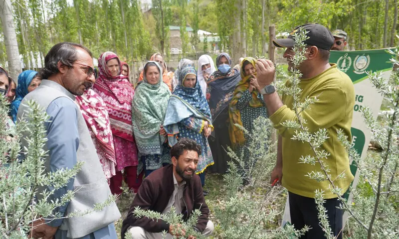 Women being briefed on collection of non-timber forest products and shrubs in Chitral. &mdash; Dawn