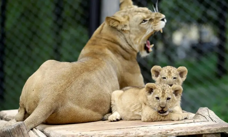 Newly born Barbary lion cubs sit near their mother Khalila inside their enclosure at Dvur Kralove Zoo in Dvur Kralove nad Labem, Czech Republic on July 8, 2019. — Reuters/File Newly born Barbary lion cubs sit near their mother Khalila inside their enclosure at Dvur Kralove Zoo in Dvur Kralove nad Labem, Czech Republic on July 8, 2019. — Reuters/File