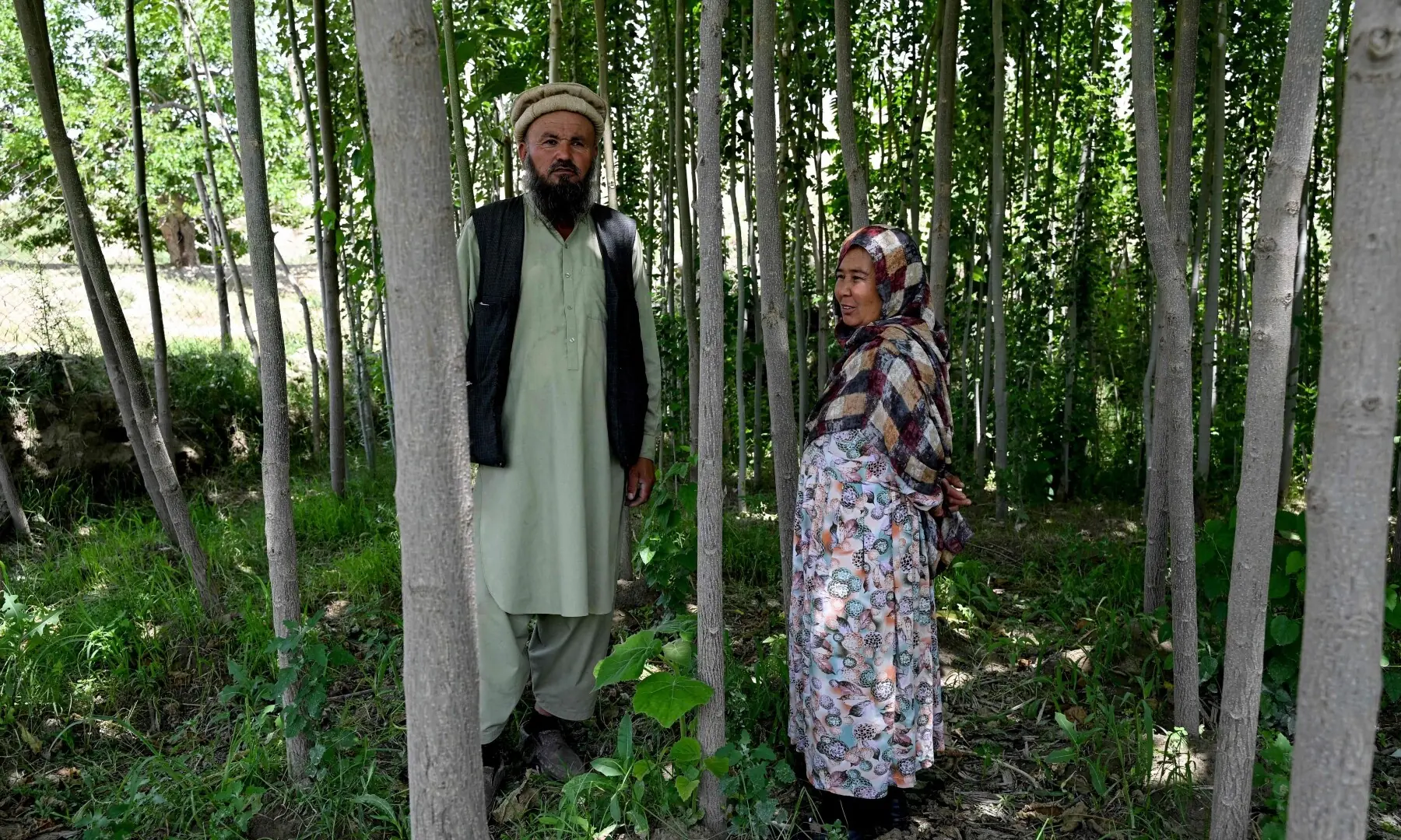 This photograph taken on May 18, 2026 shows Afghan farmer Bas Begum Ahmadi (R) with her husband Abdul Samad Ahmadi standing next to paulownia trees at her family-owned plot. —AFP