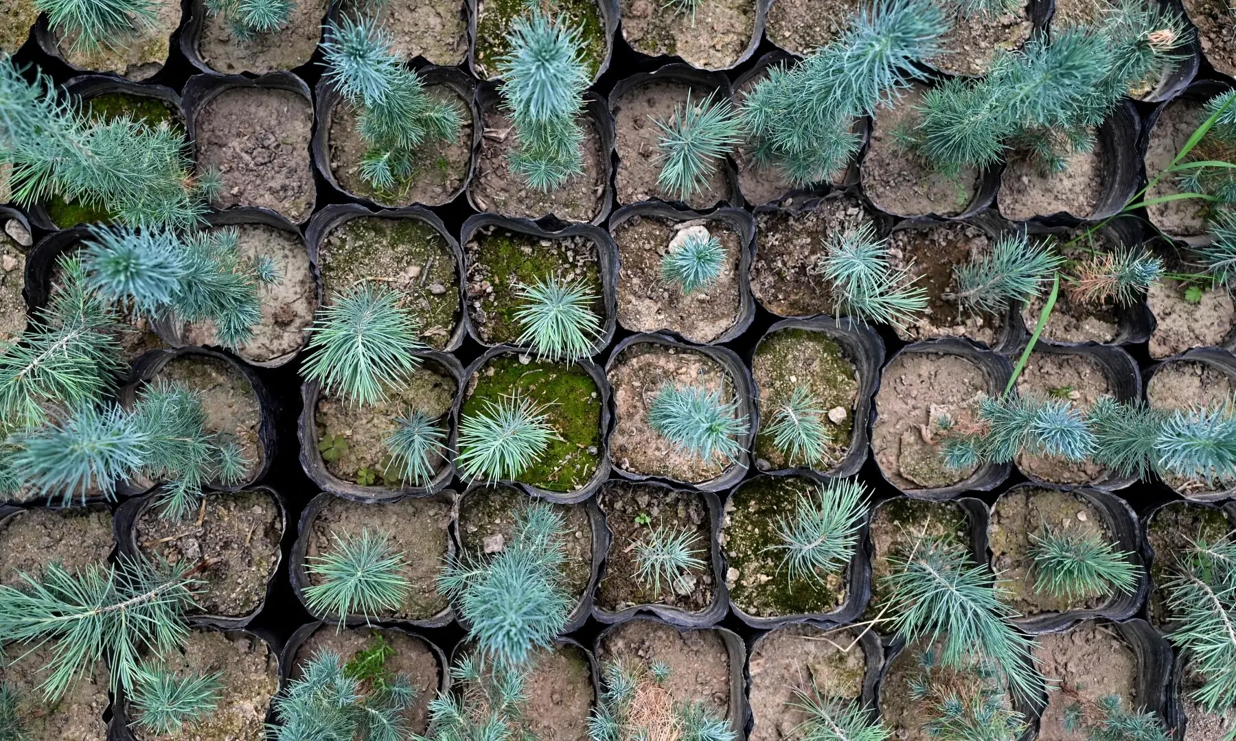 This photograph taken on May 11, 2026 shows deodar cedar seedlings at a nursery in Paghman district, Kabul province. Under the shade of recently planted poplars in northeastern Afghanistan. —AFP