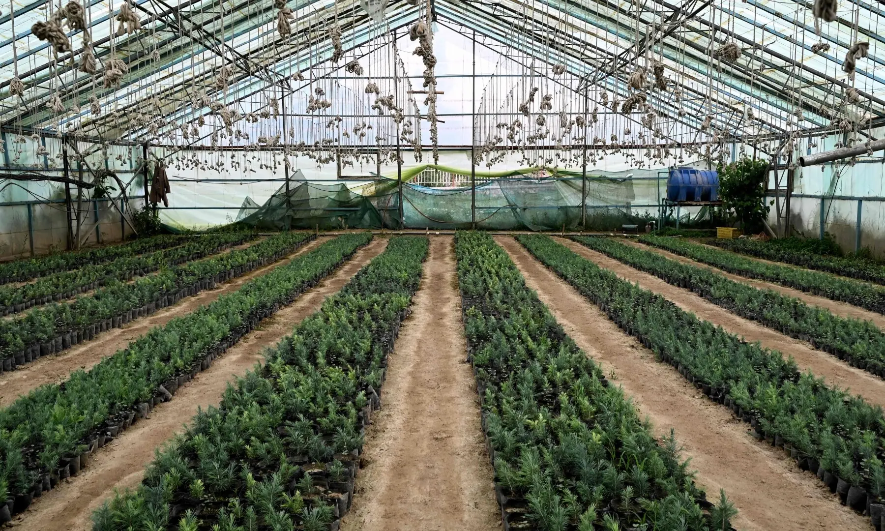 This photograph taken on May 11, 2026 shows pine seedlings at a nursery in Paghman district, Kabul province. Under the shade of recently planted poplars in northeastern Afghanistan. —AFP