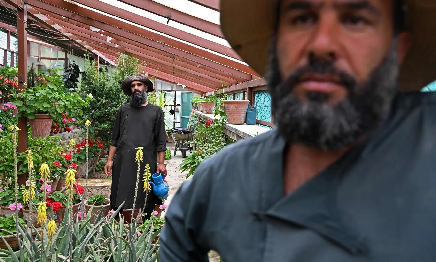 This photograph taken on May 11, 2026 shows Afghan farmers tending to a nursery in Paghman district, Kabul province. Under the shade of recently planted poplars in northeastern Afghanistan. —AFP