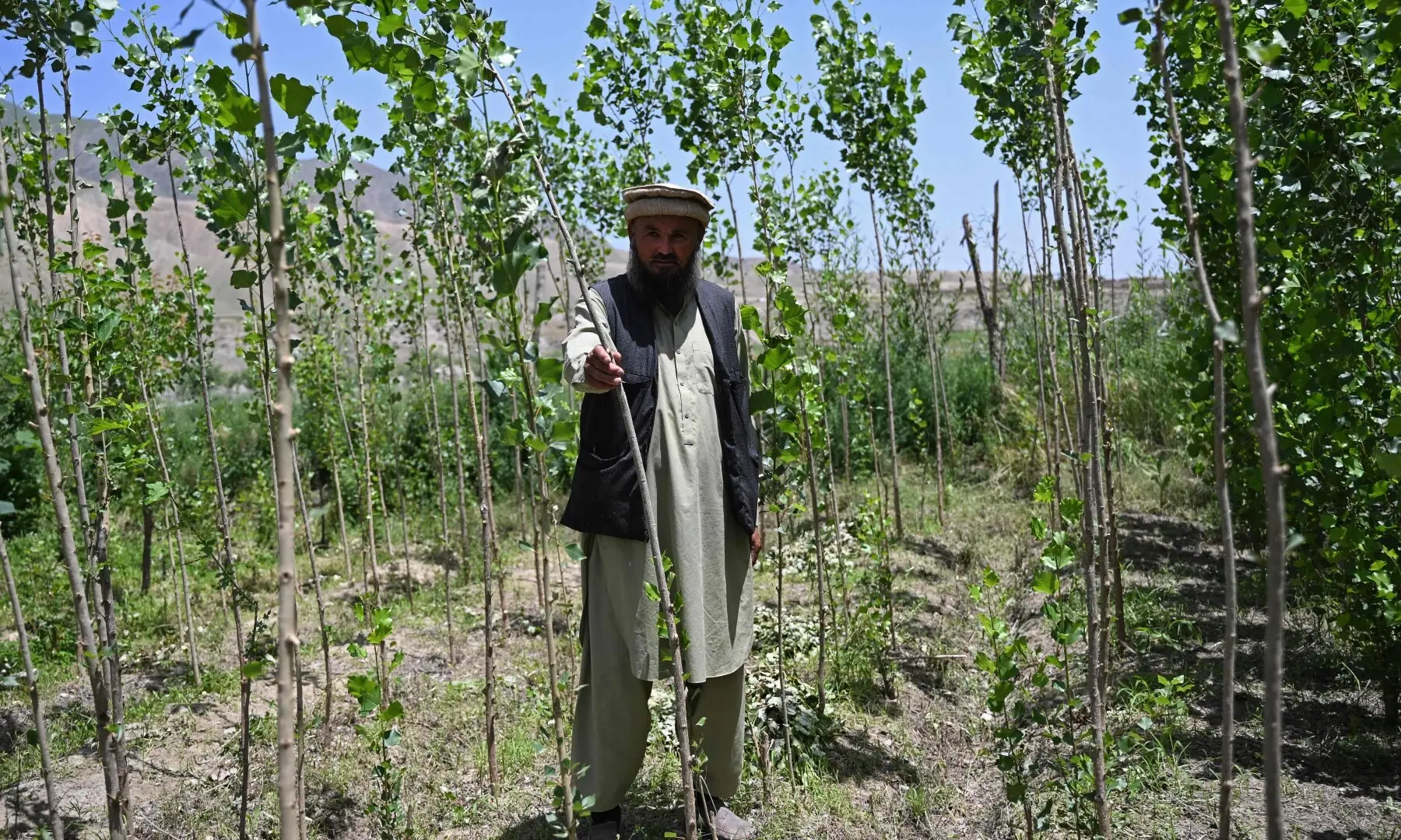 This photograph taken on May 18, 2026 shows Afghan farmer Abdul Samad Ahmadi examining a paulownia tree at his family-owned plot, which supports a micro-forest in the Char Bagh area of Doshi district, Baghlan province. —AFP