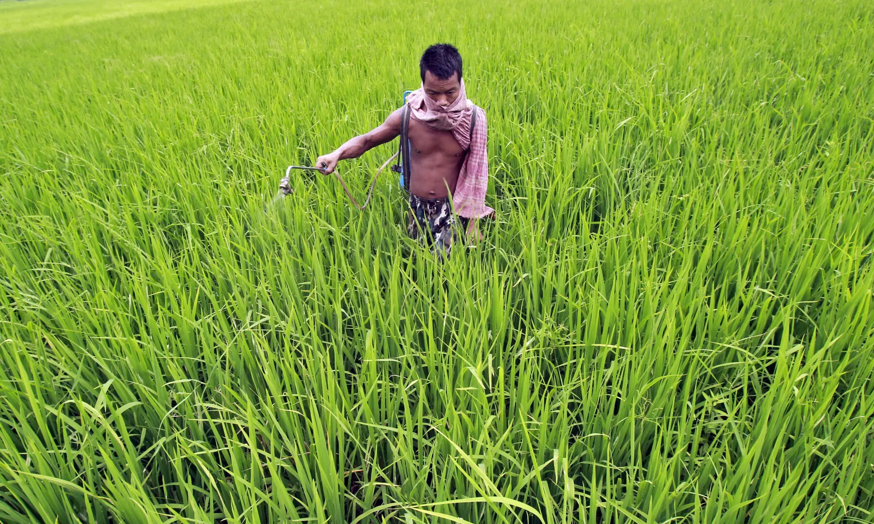 A farmer sprays fertiliser on a paddy field on the outskirts of Agartala, India on Sept 4, 2015. — Reuters/File