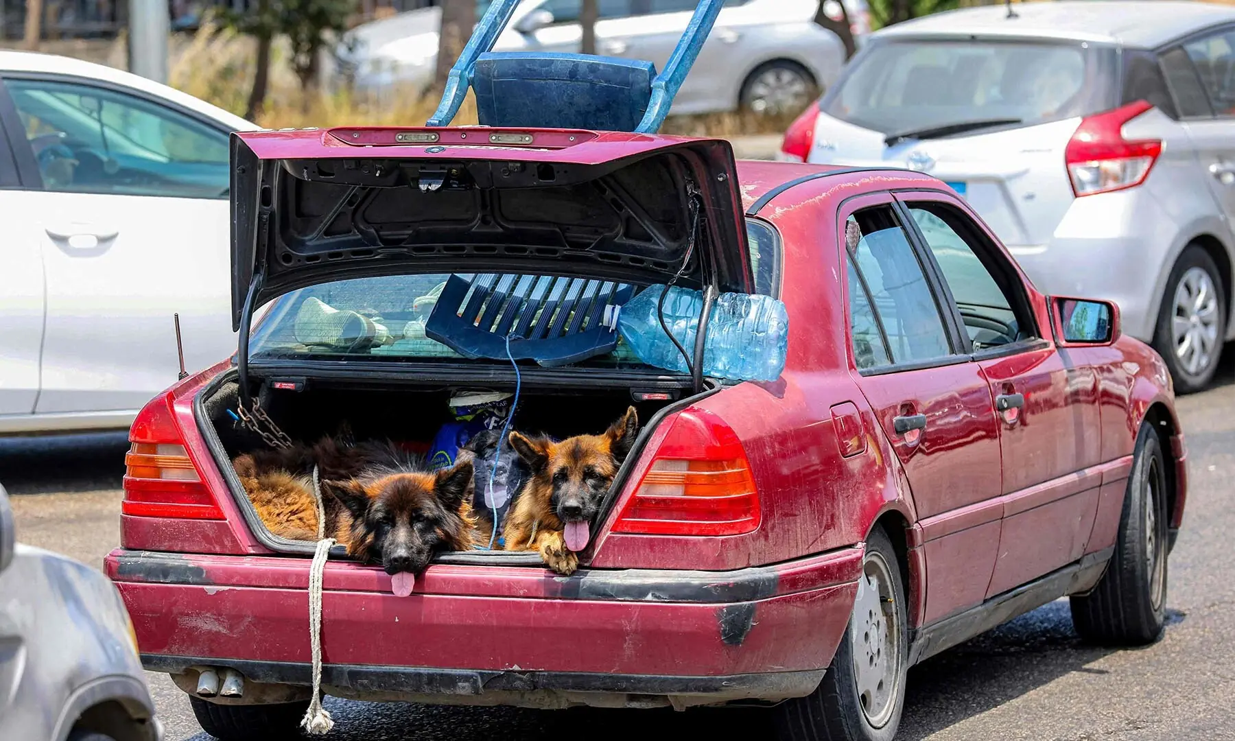 Dogs sit in the trunk of a vehicle waiting in traffic, as people fleeing from Tyre in southern Lebanon after Israel&rsquo;s evacuation warning seek refuge in more northerly Sidon on June 9, 2026. &mdash; AFP