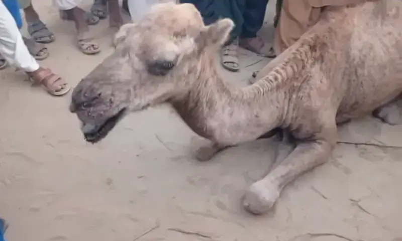 A female camel tortured by a landowner in Sukkur was handed over to a shelter in Karachi on Sept 20, 2025. — screengrab via Instagram/cdrsbenji A female camel tortured by a landowner in Sukkur was handed over to a shelter in Karachi on Sept 20, 2025. — screengrab via Instagram/cdrsbenji