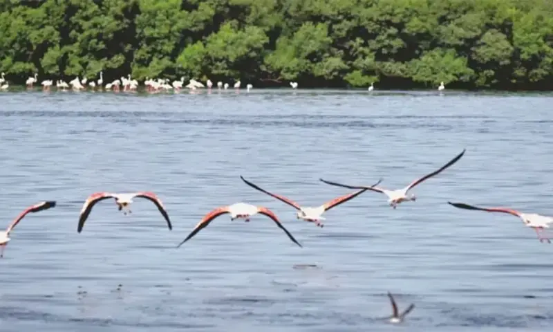 Pink flamingos in flight and in the shallow water around the mangroves at Port Qasim. — White Star/File Pink flamingos in flight and in the shallow water around the mangroves at Port Qasim. — White Star/File
