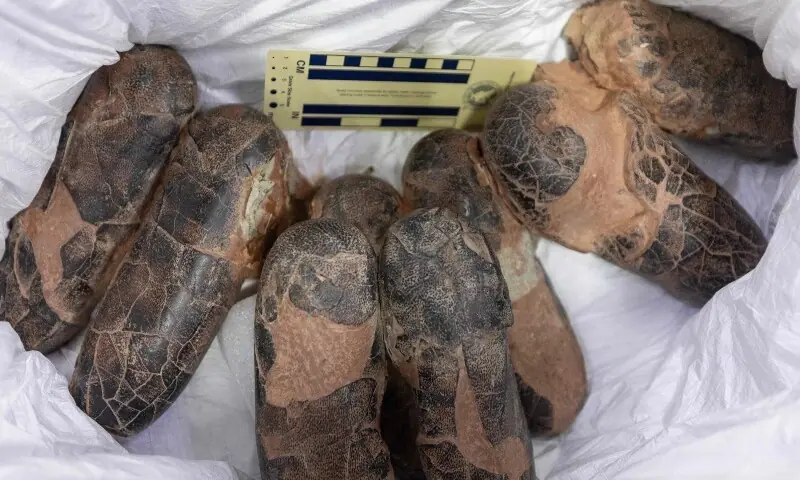 Dinosaur fossils are seen on display during a handover ceremony in Ulaanbaatar, the capital of Mongolia, on June 11, 2026. —AFP Dinosaur fossils are seen on display during a handover ceremony in Ulaanbaatar, the capital of Mongolia, on June 11, 2026. —AFP
