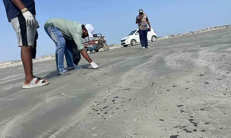 (CLOCKWISE) Workers inspect patches of spilled oil washed ashore along the coast of Gwadar; a cleanup worker holds a thick clump of toxic residue while a sea turtle lies on a beach contaminated with crude oil.—Dawn (CLOCKWISE) Workers inspect patches of spilled oil washed ashore along the coast of Gwadar; a cleanup worker holds a thick clump of toxic residue while a sea turtle lies on a beach contaminated with crude oil.—Dawn