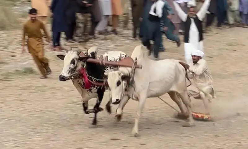 A man takes part in bull race in Janglan-Nerbir area of Mansehra on Sunday. — Dawn A man takes part in bull race in Janglan-Nerbir area of Mansehra on Sunday. — Dawn