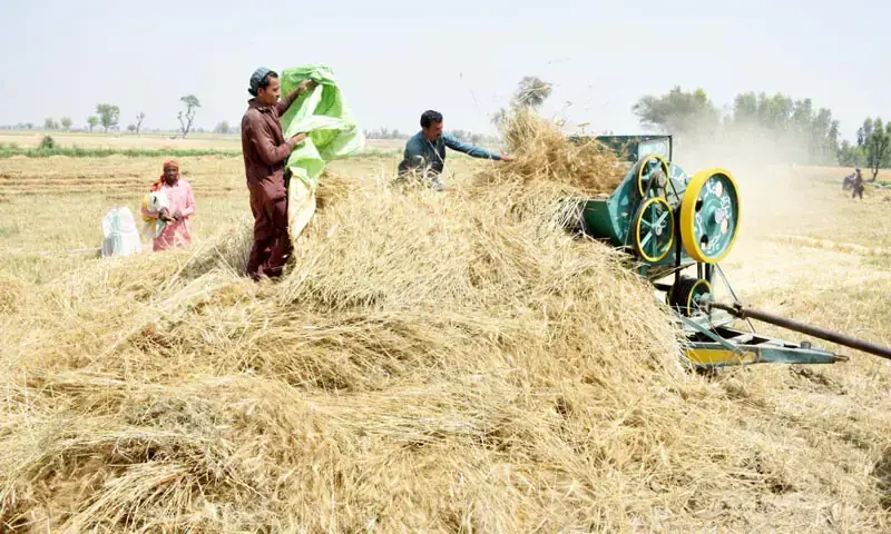 Farm workers threshing chaff in a field off Tandojam road as the wheat harvesting season comes to a close.—Photo by Umair Ali Farm workers threshing chaff in a field off Tandojam road as the wheat harvesting season comes to a close.—Photo by Umair Ali