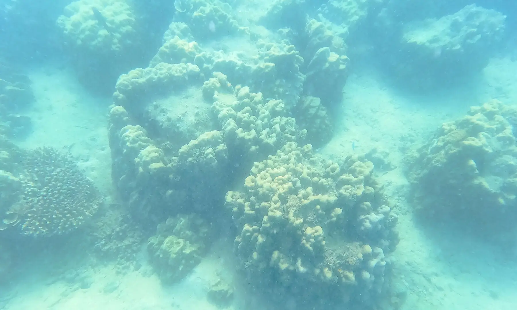 This underwater photograph shows a part of a coral garden conserved by the local community whose sustained efforts to monitor and protect the reef around the Wasini-Mkwiro have helped the island become a world-renowned eco-tourism destination in Wasini island on June 14, 2026. —AFP