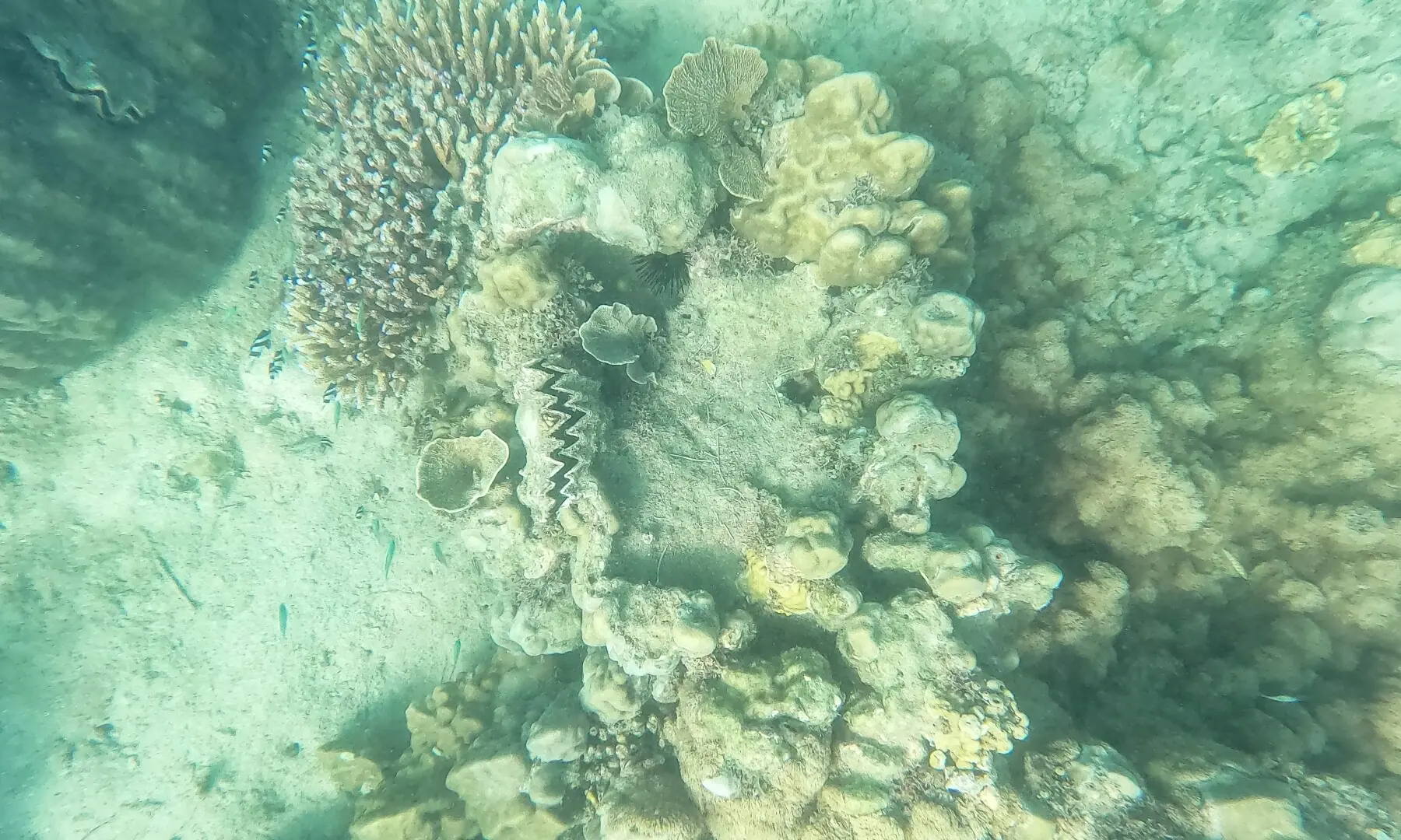 This underwater photograph shows a part of a coral garden conserved by the local community whose sustained efforts to monitor and protect the reef around the Wasini-Mkwiro have helped the island become a world-renowned eco-tourism destination in Wasini island on June 14, 2026. —AFP