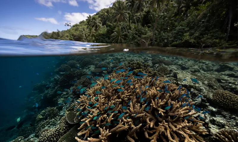 FISH swim at a coral reef inside a restricted area in Teahupo’o, Tahiti.—Reuters/file FISH swim at a coral reef inside a restricted area in Teahupo’o, Tahiti.—Reuters/file