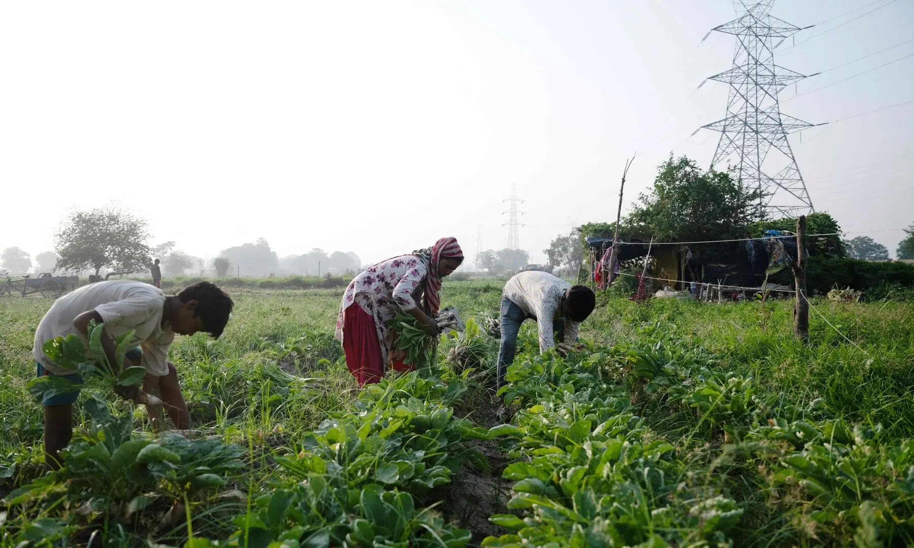 This photograph taken on June 3, 2026 shows farmer Bhole Shankar’s wife, Debvati (C) harvesting radish from the fields in approximately 40 degrees Celsius temperatures, on the Yamuna river floodplains in New Delhi. — AFP