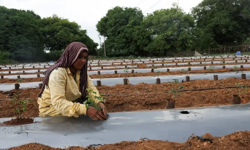 A woman plants a rose sapling in a field adjacent to the Tata Electronics' components factory for Apple's iPhone in Hosur, Tamil Nadu, India on June 17, 2026. — Reuters A woman plants a rose sapling in a field adjacent to the Tata Electronics' components factory for Apple's iPhone in Hosur, Tamil Nadu, India on June 17, 2026. — Reuters