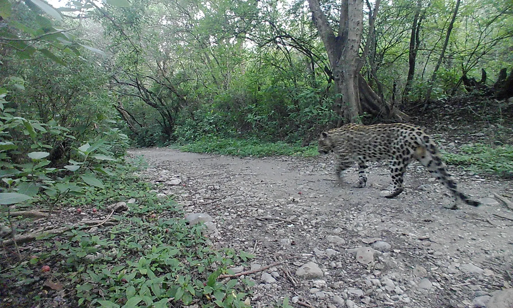   Shehzada on a prowl. He was first seen a few days after Shehzadi. Photo via IWMB. 