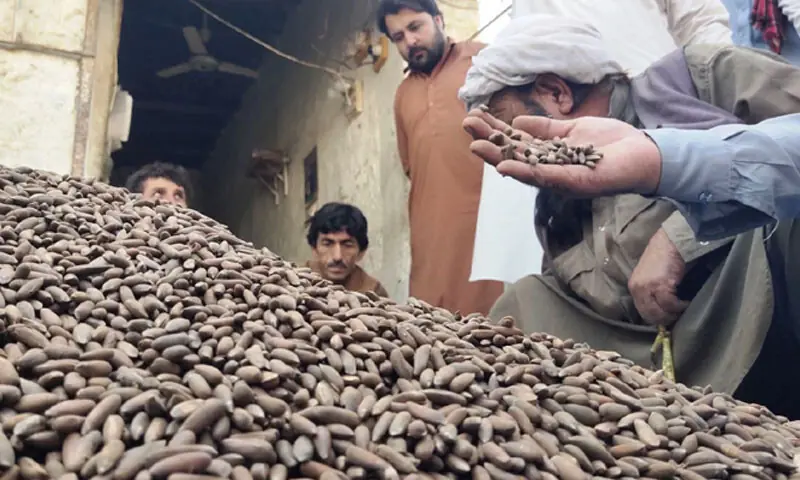 Traders inspect piles of chilghoza [pine nuts] at the market in Zhob, where the prized nut is bought and sold during the harvest season | Photo by the writer