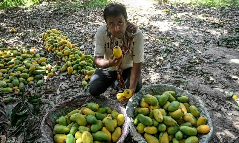 This photograph taken on June 4, 2026 shows mango farm owner Ali Palh showing harvested mangoes at an orchard in Tando Allahyar district, in Sindh. — AFP
