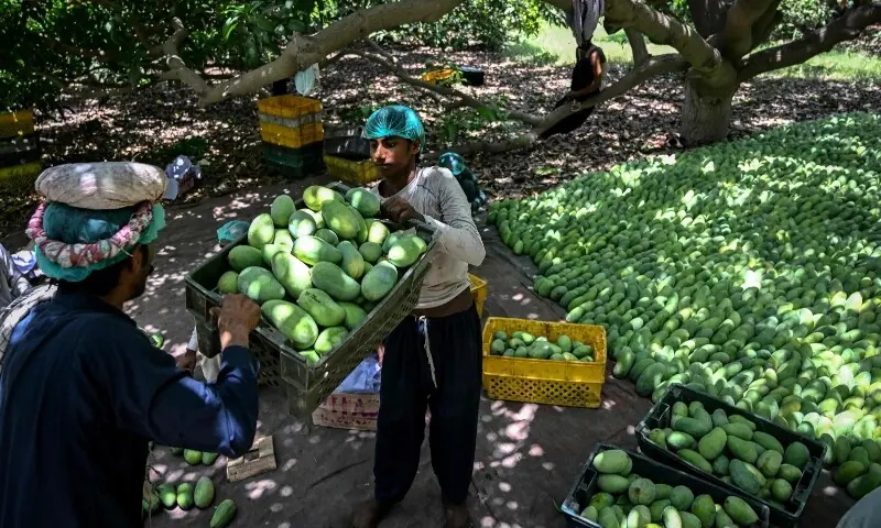 This photograph taken on June 4, 2026 shows workers carrying sorted mangoes at an orchard in Hyderabad in Sindh. — AFP