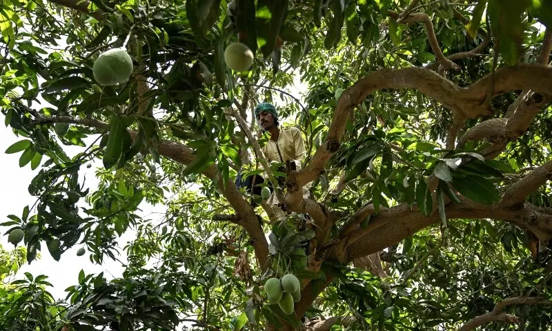 This photograph taken on June 4, 2026 shows a worker harvesting mangoes from a tree at an orchard in Hyderabad, Sindh. — AFP