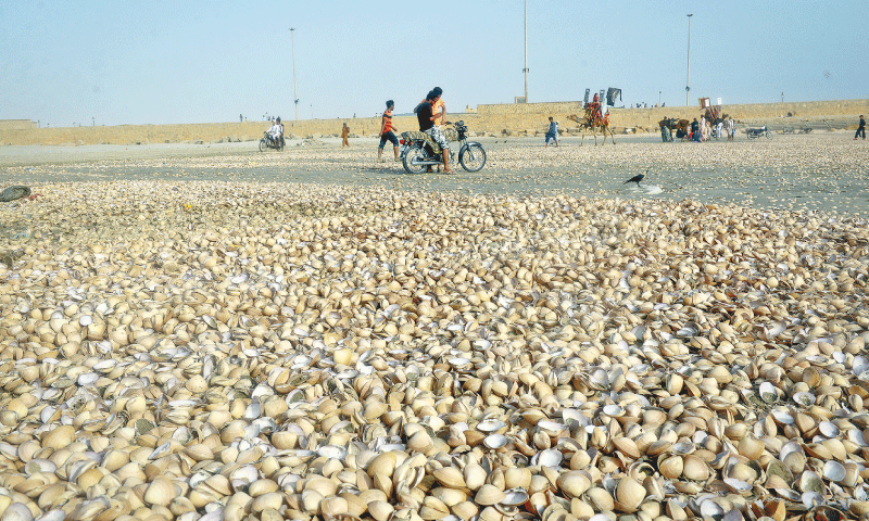 A view of washed-up seashells on the shore of a beach. — Dawn/File A view of washed-up seashells on the shore of a beach. — Dawn/File