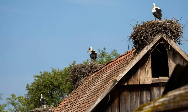 STORKS stand in their nests on the roofs of houses in a sleepy Croatian village.—AFP STORKS stand in their nests on the roofs of houses in a sleepy Croatian village.—AFP