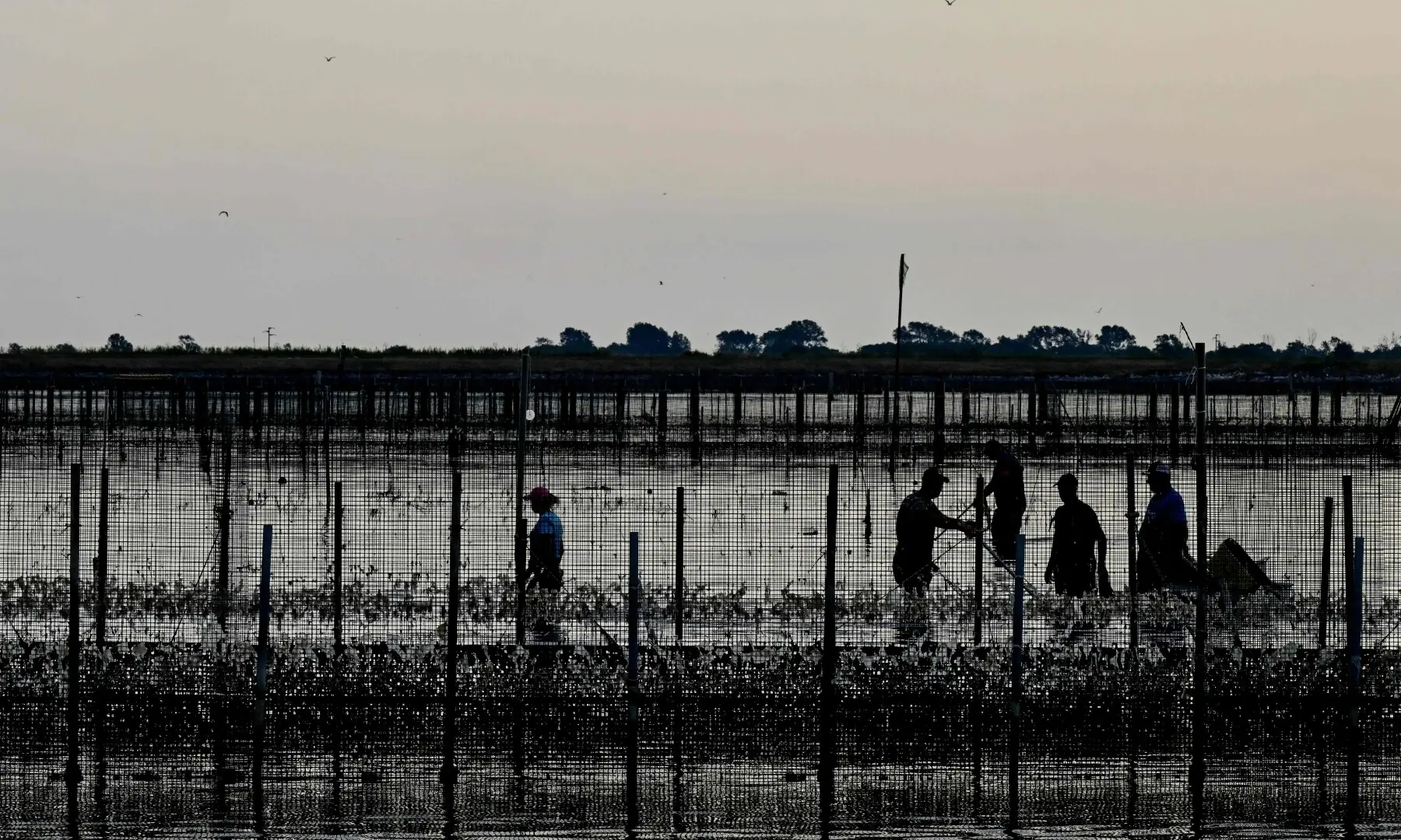 Workers harvesting clams clear the cultivation area of seaweed in the Po River Delta at Scardovari, Italy, northeast Italy, on June 26, 2026. &mdash; AFP