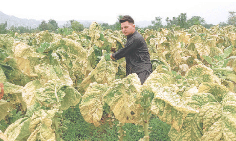 A tobacco grower inspects his crop, which is ready for curing, in the Pirtab village of Swabi district.&mdash;Photo by the writer