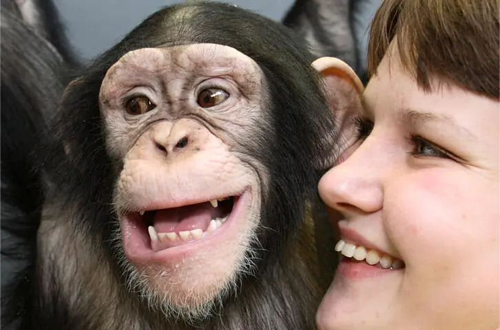 KRASNOYARSK: An animal keeper interacts with a female chimpanzee at a zoo in Russia&rsquo;s Siberia region.&mdash;Reuters/file